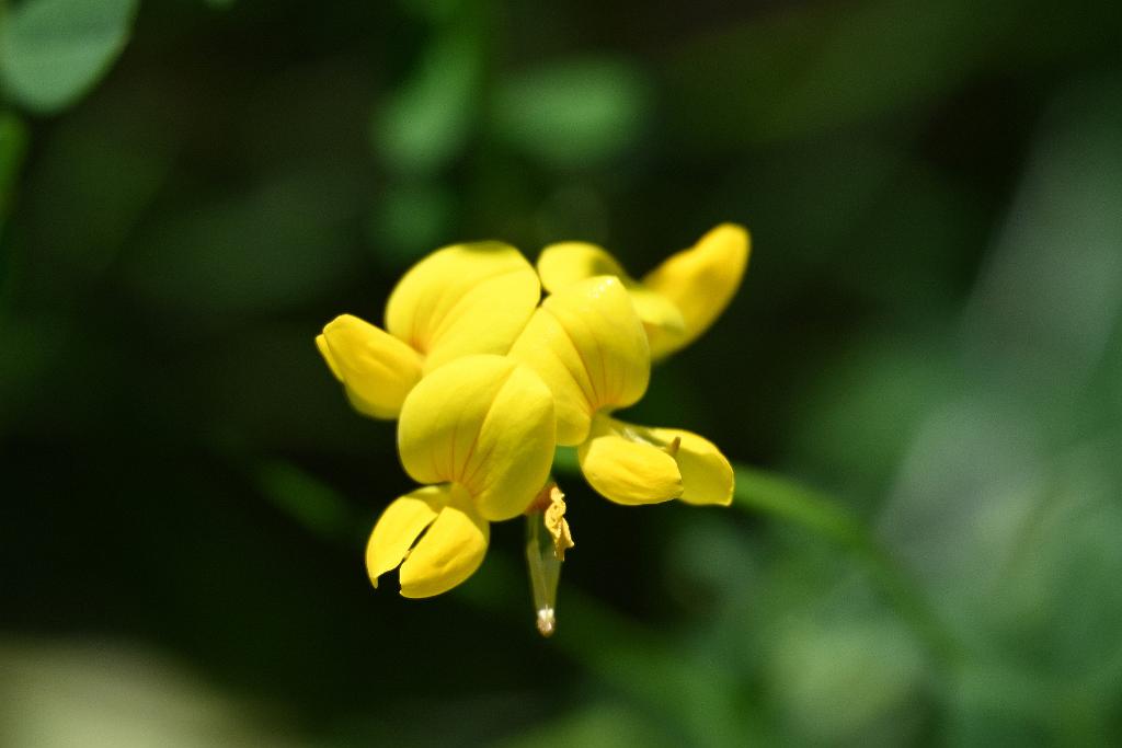 2025-06219087 Tower Hill Botanic Garden, MA.JPG - Birdsfoot Trefoil. New England Botanic Garden at Tower Hill, MA, 6-21-2025